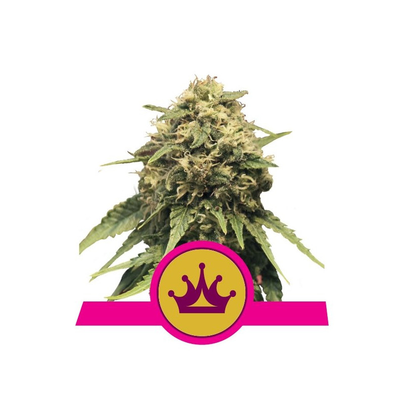 Special Queen 1 - Féminiseé - Royal Queen Seeds - Graines de Collection