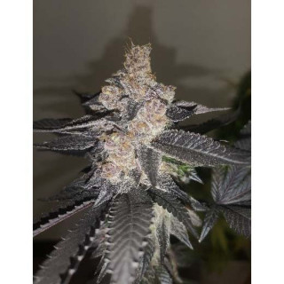 Gelato 242 - Féminisée - Medical Seeds - Graines de Collection