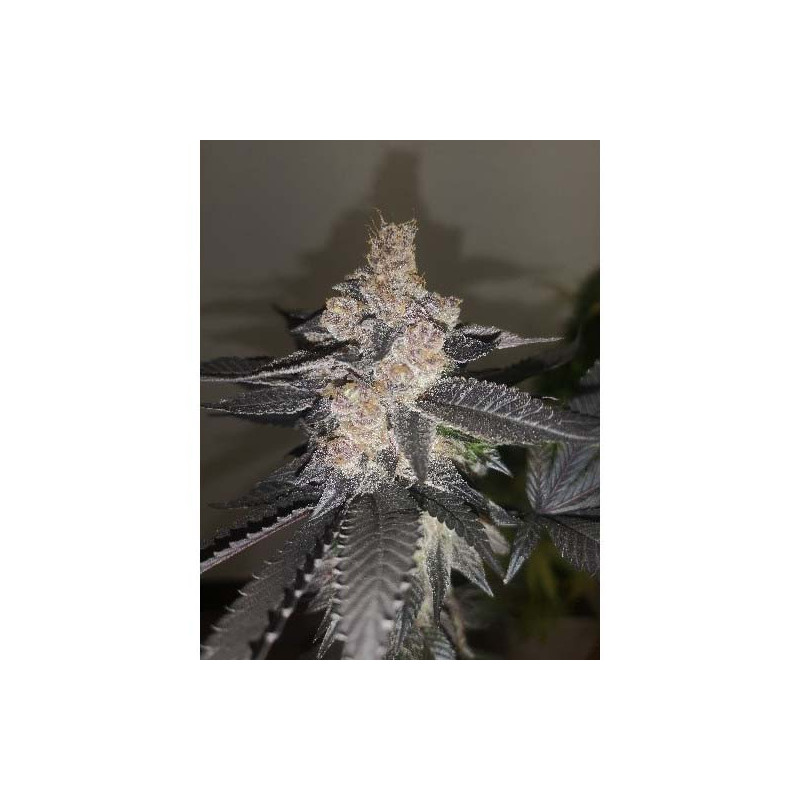 Gelato 242 - Féminisée - Medical Seeds - Graines de Collection