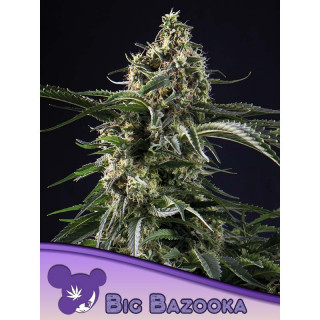 Big Bazooka - Féminisée - Anesia seeds | ROOTS-SEEDS.FR