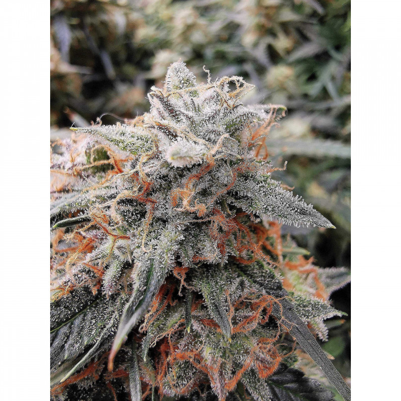 Bruce Banner - Anesia Graines de Collection