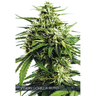 Vision gorilla Auto - Vision seeds Graines de Collection