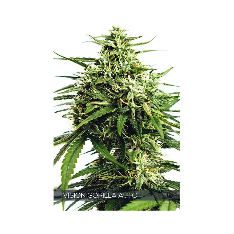 Vision Gorilla - Autofloraison - Vision Seeds | ROOTS-SEEDS.FR