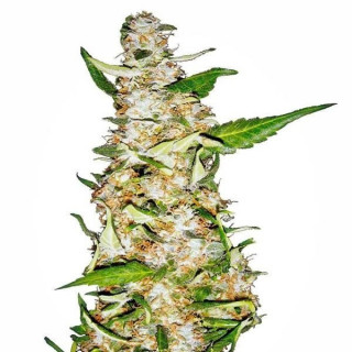 Skunk 1 - Auto - Sensi Seeds - Graines de Collection