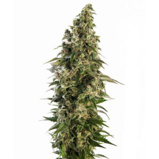 Afghani 1 auto - Sensi Seeds Graines de Collection