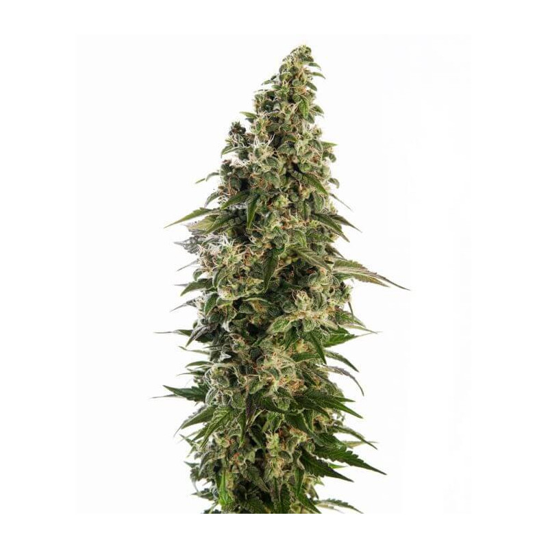 Afghani 1 auto - Sensi Seeds Graines de Collection