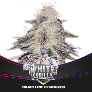 White Gorilla - Féminisée - BSF Seeds | ROOTS-SEEDS.FR