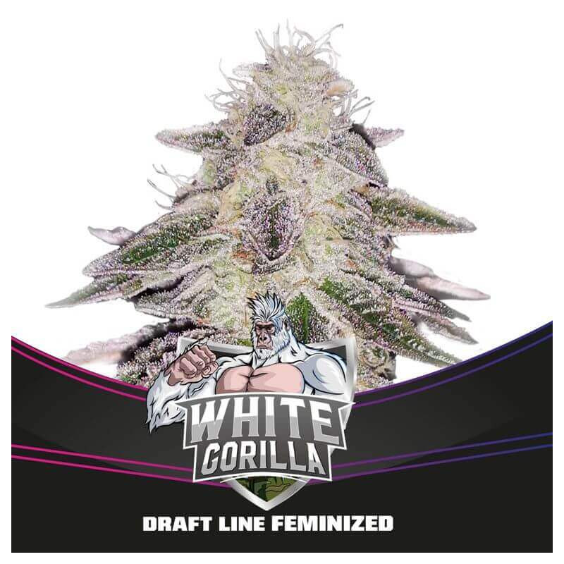White Gorilla - BSF Graines de Collection