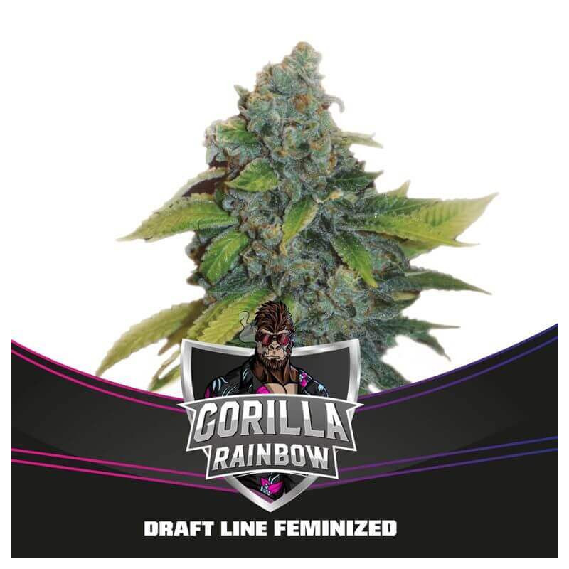Gorilla Rainbow - Féminisée - BSF Seeds | ROOTS-SEEDS.FR