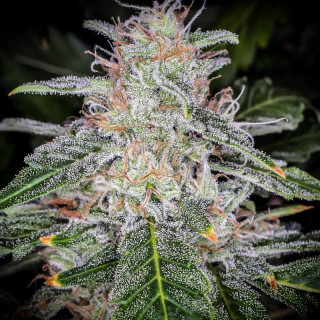 Blue Dream'Matic - Autofloraison - FastBuds Blue Dream'Matic - Autofloraison - FastBuds