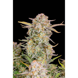 Bruce Banner - Autofloraison - FastBuds Bruce Banner - Autofloraison - FastBuds