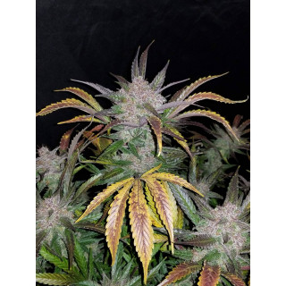 Cream Cookies - Autofloraison - FastBuds