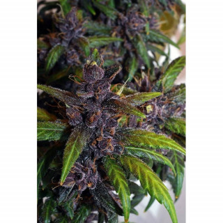 FastBerry - Autofloraison - FastBuds FastBerry - Autofloraison - FastBuds