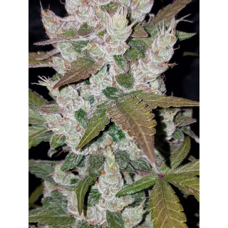 Girl Scout Cookies Auto - FastBuds - Graines de Collection