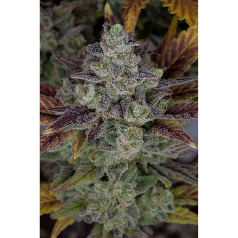 Gorilla Cookies Auto - Fast buds Gorilla Cookies Auto - Fast buds