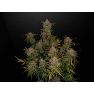 Lemon AK - Autofloraison - FastBuds