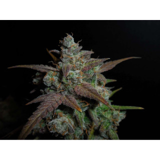 Lemon AK - Autofloraison - FastBuds