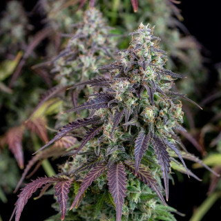 Lemon Pie auto Fast Buds
