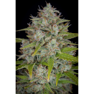 Orange Sherbet - Autofloraison - FastBuds