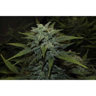 Chemdawg - Autofloraison - FastBuds