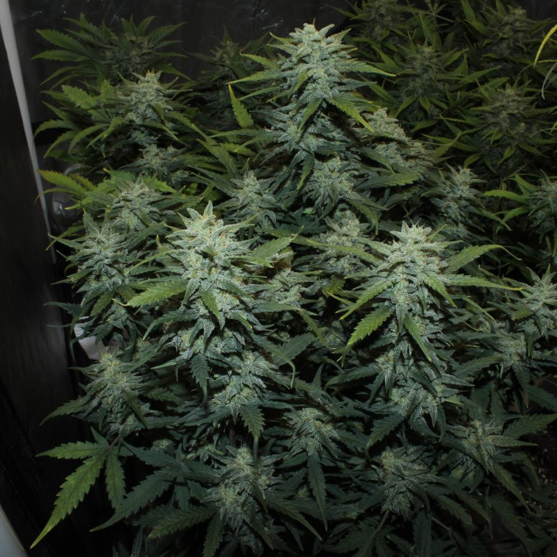 Chemdawg - Autofloraison - FastBuds