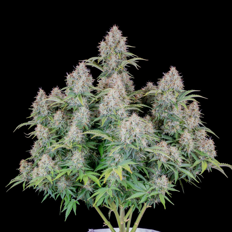 Original auto Cinderella - Fast Buds