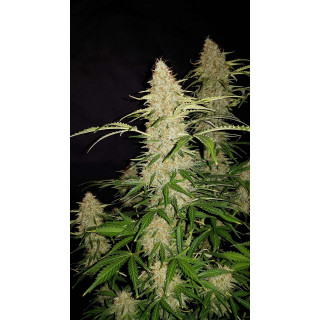 Jack Herer Auto - FastBuds