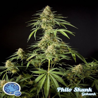 Philo skunk gokunk philosopher seeds