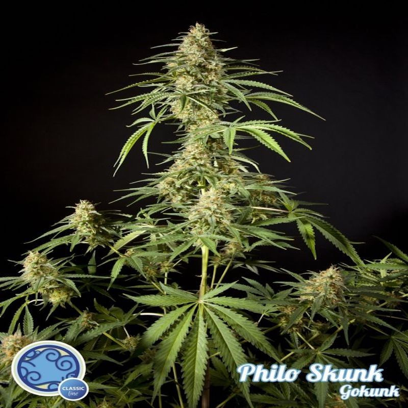 Philo skunk gokunk philosopher seeds