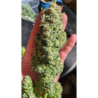 Critical - Autofloraison - FastBuds