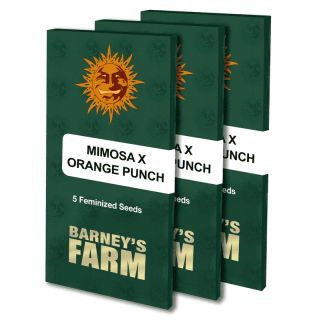 Mimosa x Orange Punch - Barney's Farm