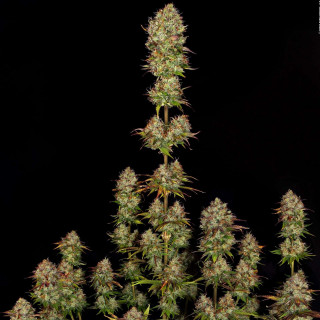 Apricot Candy - Paradise Seeds