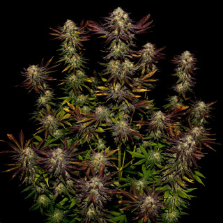 Tangerine Sorbet - Paradise Seeds