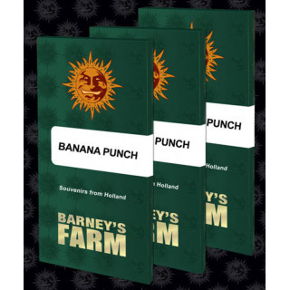 Banana Punch - Barney's Farm