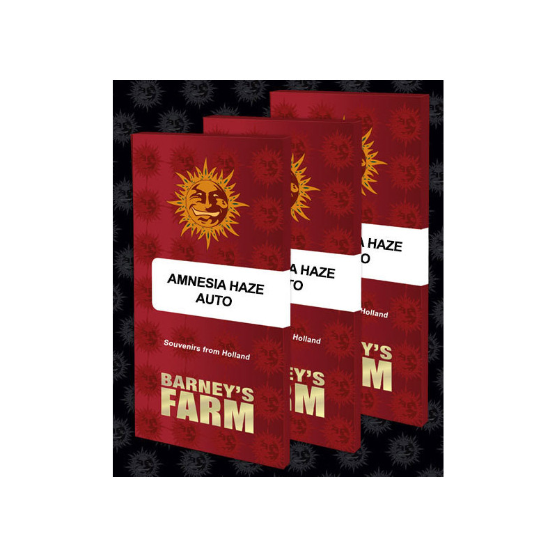 Amnesia Haze Auto Barney