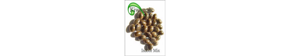 Graine de cannabis THC Kiwi Seeds Livraison offerte sur roots-seeds.fr