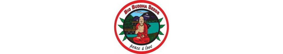 Graines de cannabis Big buddha Livraison offerte sur roots-seeds.fr