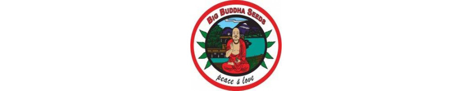Big Buddha seeds