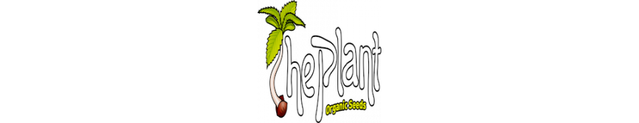 Graines de cannabis THC The plant Livraison offerte sur roots-seeds.fr