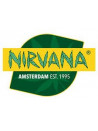 ok Nirvana seeds