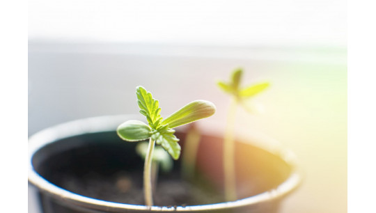 Qu'est ce qu'une graine Automatique ?