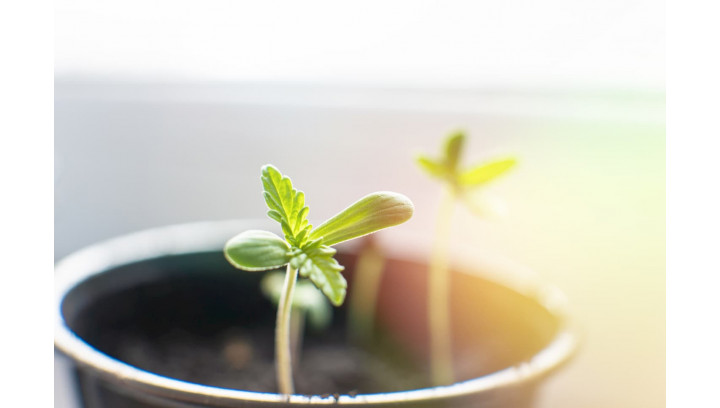 Qu'est ce qu'une graine Automatique ?