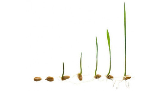 Faire germer une graine