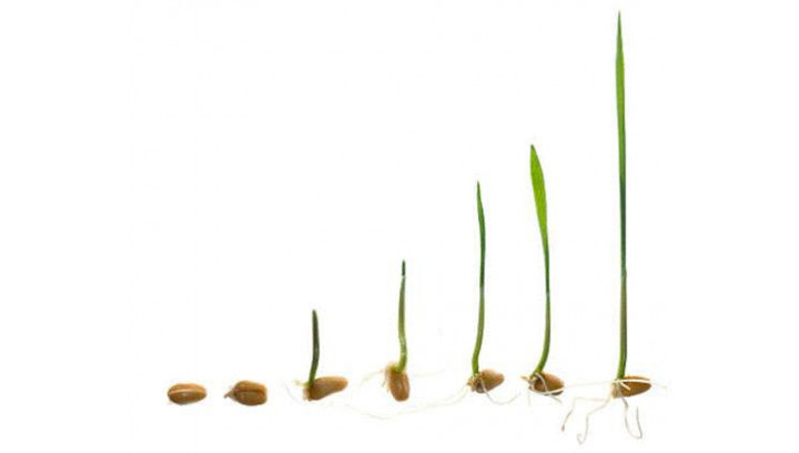 Faire germer une graine