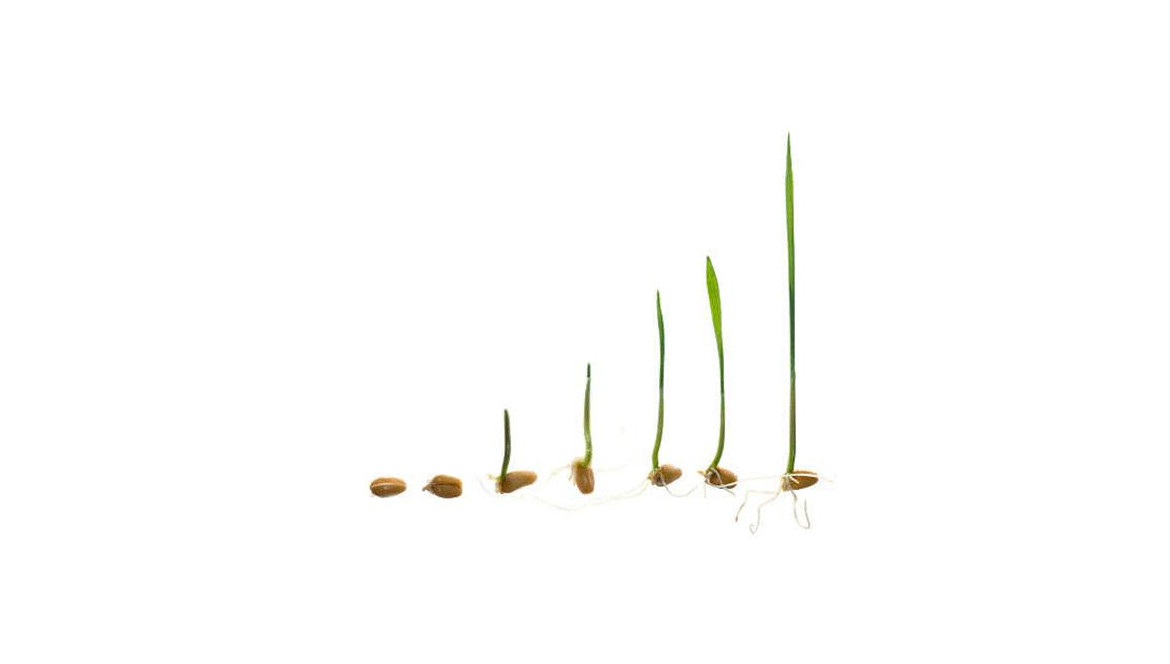 Faire germer une graine avec du papier toilette - Root's Seeds