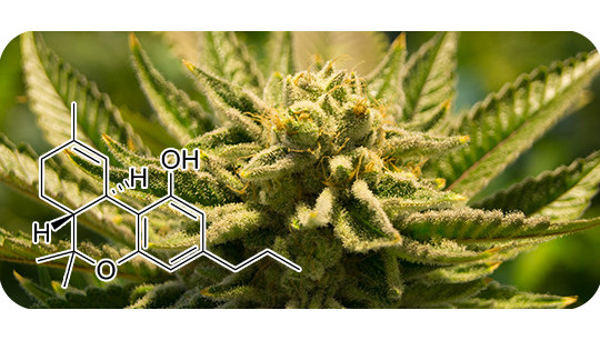 Le THCV : C'est quoi ?