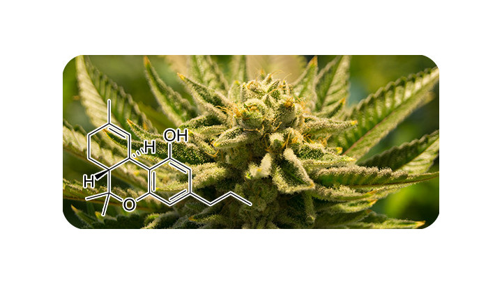 Le THCV : C'est quoi ?