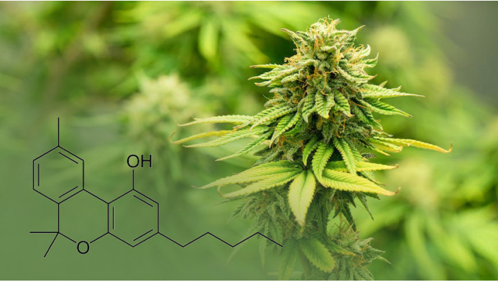 Le CBN : C'est quoi ?