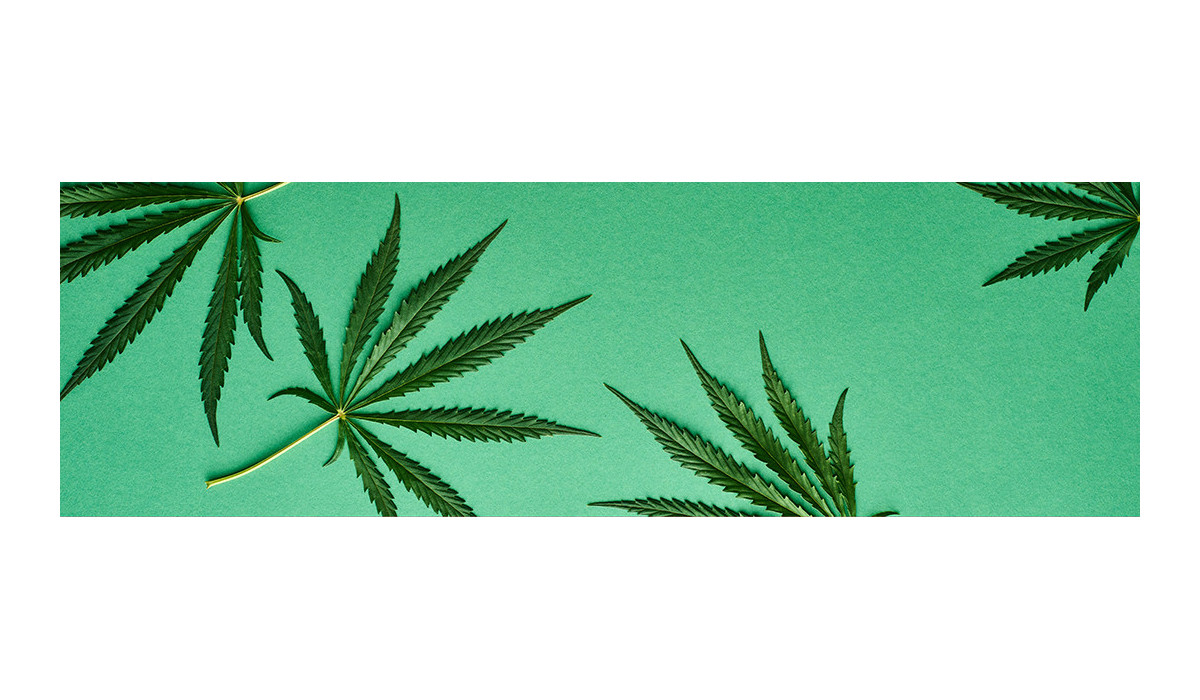 Le rapport entre THC, THCA et CBN