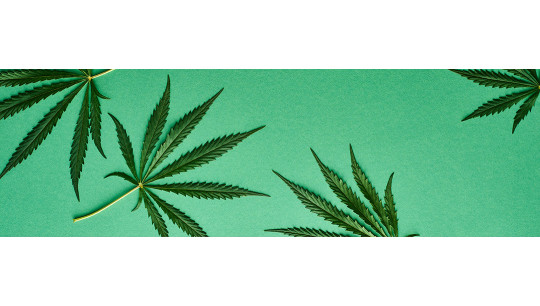 Le rapport entre THC, THCA et CBN